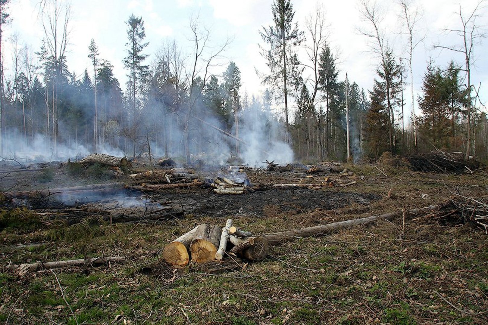 Сжигание порубочных остатков. Сжигание порубочных остатков на лесосеке. Вырубка лесов и пожары. Порубочные остатки в лесу.