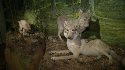 В музее им. Т.Евсеева внедрили мобильный гид по выставке «Тот самый музей»