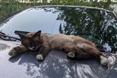 В Йошкар-Оле на время проведения Игр народов мира будут действовать ограничения для водителей