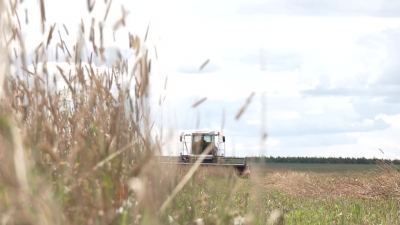В колхозе «Родина» Советского района собирают семена однолетних и многолетних растений