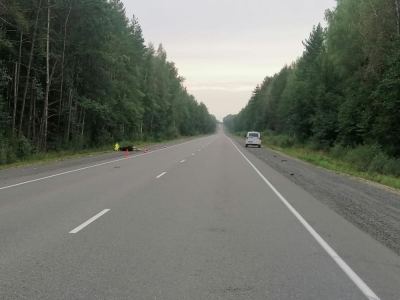 В Марий Эл произошло более 70 ДТП с участием животных