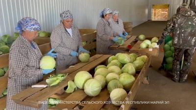 В Марий Эл прошел «День овощного поля-2024»