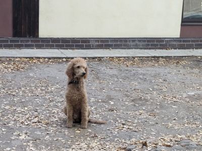 В выходные в Марий Эл будет ветрено, но бабье лето может продлиться ещё неделю