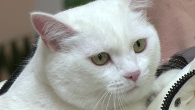 Жителям Марий Эл напоминают о новых правилах выезда за границу с животными