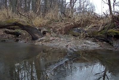 В Марий Эл фотоловушка запечатлела плещущихся в воде свиристелей