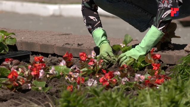 Более 70 видов цветов украсят клумбы Йошкар-Олы