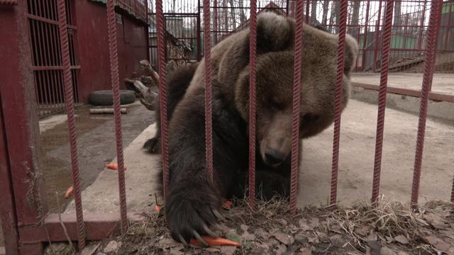 Медведица Дуся из Медведевского зоопарка встречает весну