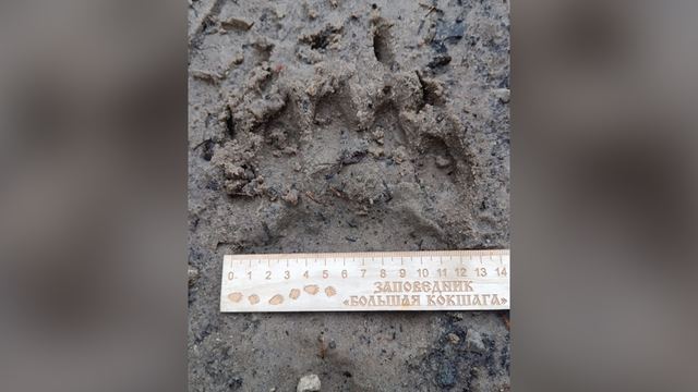 В заповеднике Марий Эл после зимней спячки проснулись медведи