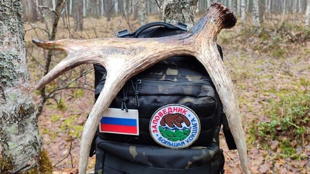 В заповеднике Марий Эл замечены лоси, волки и проснувшийся медведь