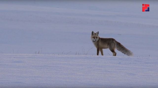 В Марий Эл увеличилась численность лосей и зайцев-беляков