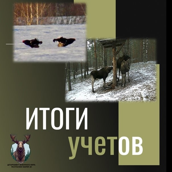 Пӱртӱс поянлык департаменыште республикысе чодыралаште янлыкым шотлымо пашам мучашленыт
