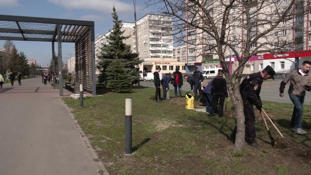 На бульваре Чавайна в Йошкар-Оле высадили молодые ели