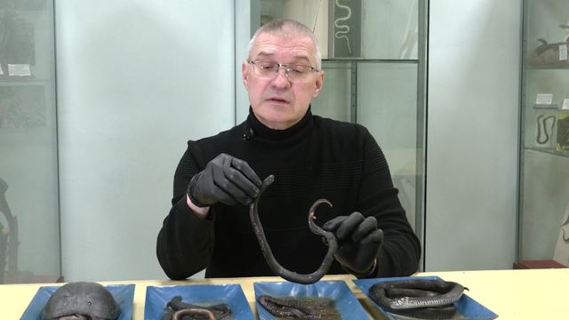 Биолог Владимир Забиякин рассказал, нужно ли бояться гадюк