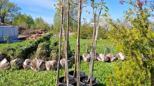 В Йошкар-Олу прибыла новая партия саженцев