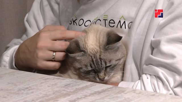 В Волжске откроют большой приют для животных
