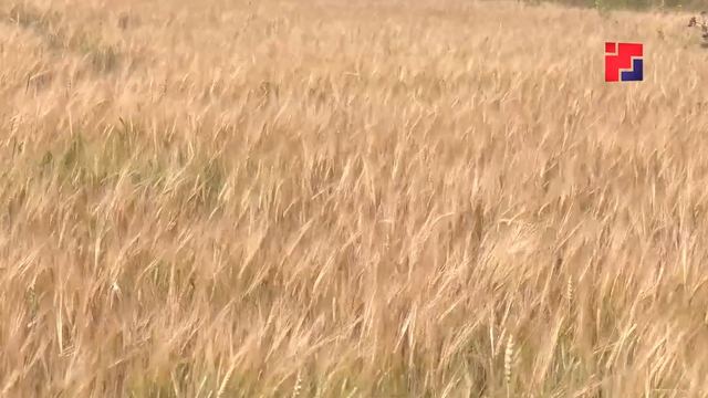С начала года Марий Эл экспортировала продукцию АПК на 6,2 миллиона долларов