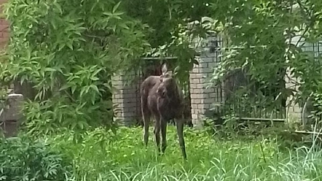 В Йошкар-Олу пришли лоси