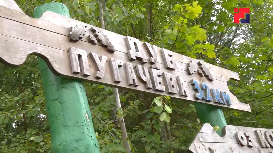 Дуб Пугачева, расположенный в Марий Эл, борется за статус «главного дерева страны»