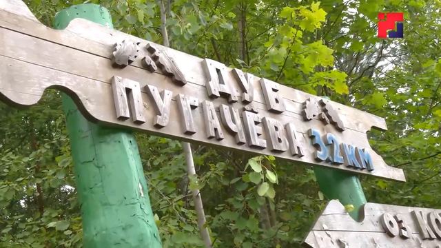 Дуб Пугачева, расположенный в Марий Эл, борется за статус «главного дерева страны»