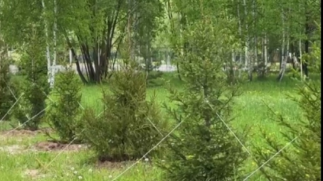 В Йошкар-Оле завершилась высадка деревьев в «Марий парке» и на Аллее здоровья