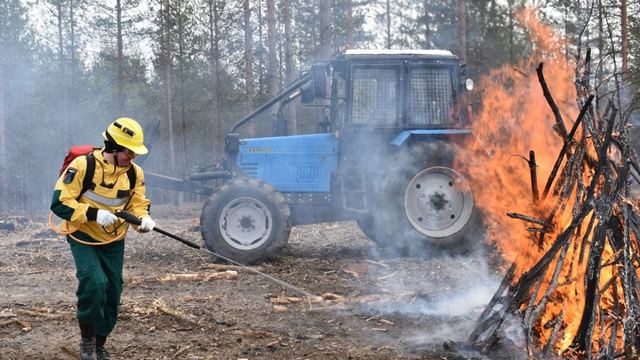 С 30 мая в лесах Марий Эл вводятся ограничения