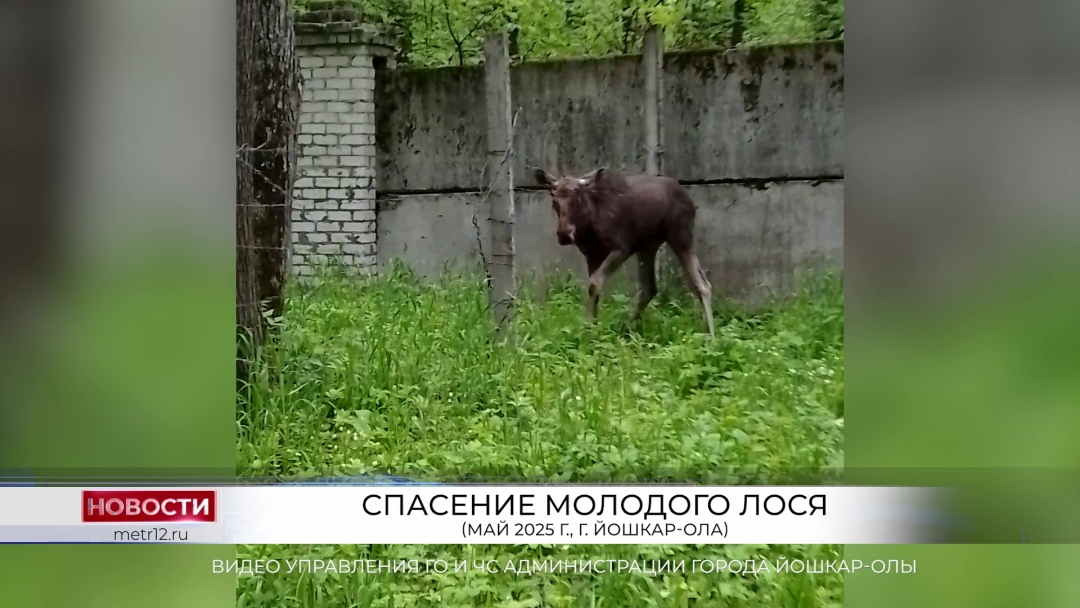 В Йошкар-Оле спасли молодого лося