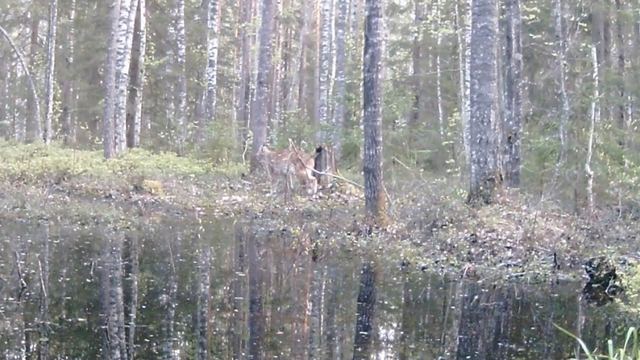 В заповеднике Марий Эл «отметился» самый скрытный лесной зверь