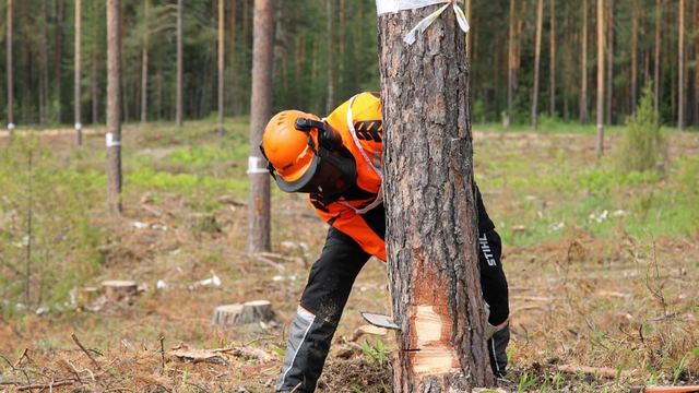 В Марий Эл определили лучших лесорубов