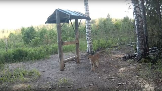В Марий Эл в объектив фотоловушки попала рысь