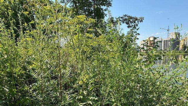 В Йошкар-Оле ведут борьбу с ядовитым растением