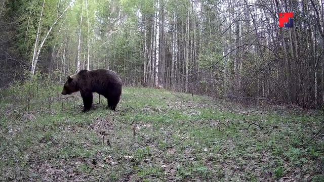 В Марий Эл открылся сезон охоты на медведя