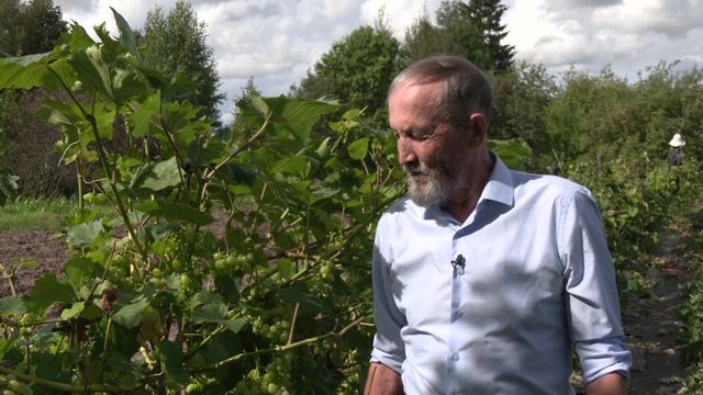 Курыкмарий районышто илыше уста сад-пакчазе Валерий Гаврилов нерген сюжет
