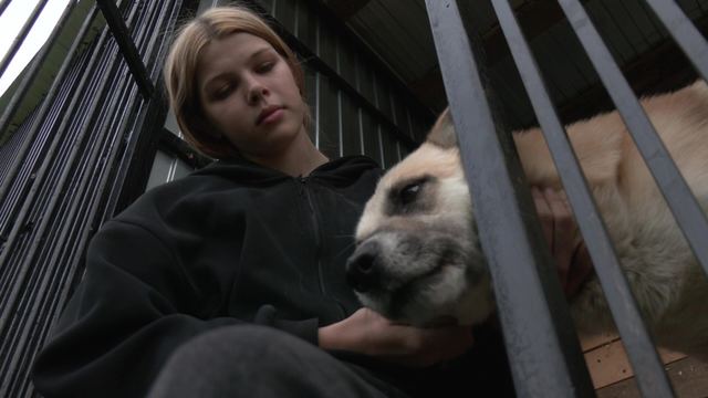 Козьмодемьянскысе озадыме пий-влаклан «Полкан» приютышто у вольер-влакым почыныт