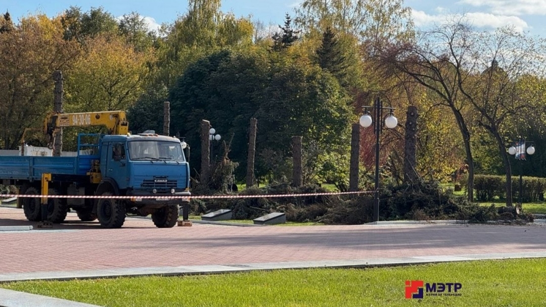 Старые деревья в Центральном парке Йошкар-Олы заменят на новые здоровые