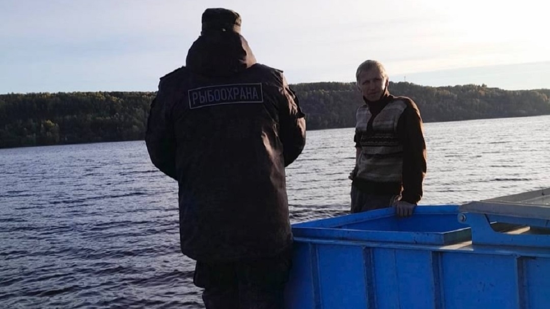 В Марий Эл стартовала акция по выпуску молоди сазана в Куйбышевское водохранилище