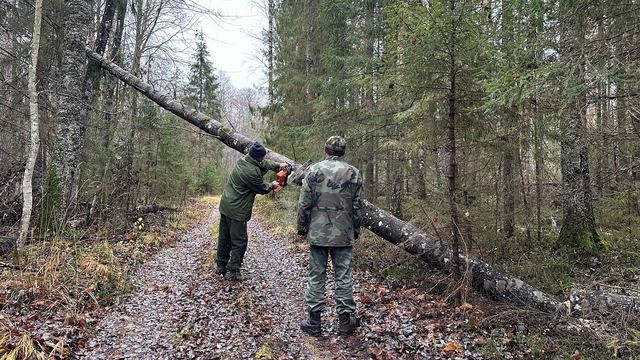 В Марий Эл устраняют последствия ветровала