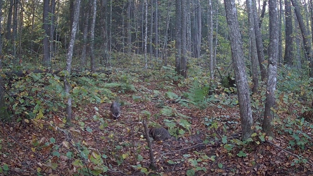 Заповедник «Большая Кокшага» опубликовал новое видео с лесными обитателями