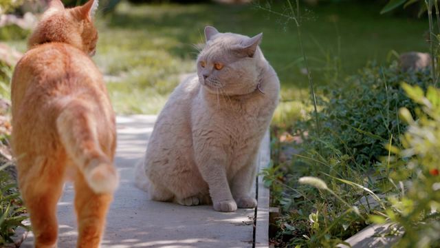 В Марий Эл действует реестр учёта домашних животных