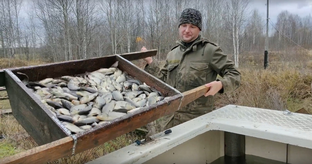 В Марий Эл в районе села Коротни выпустили мальков сазана