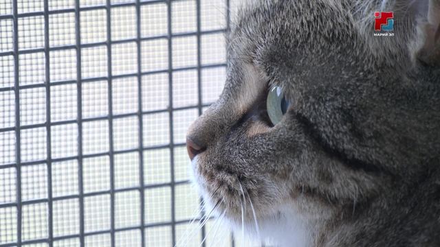 В воскресенье в Йошкар-Оле пройдёт выставка-раздача кошек