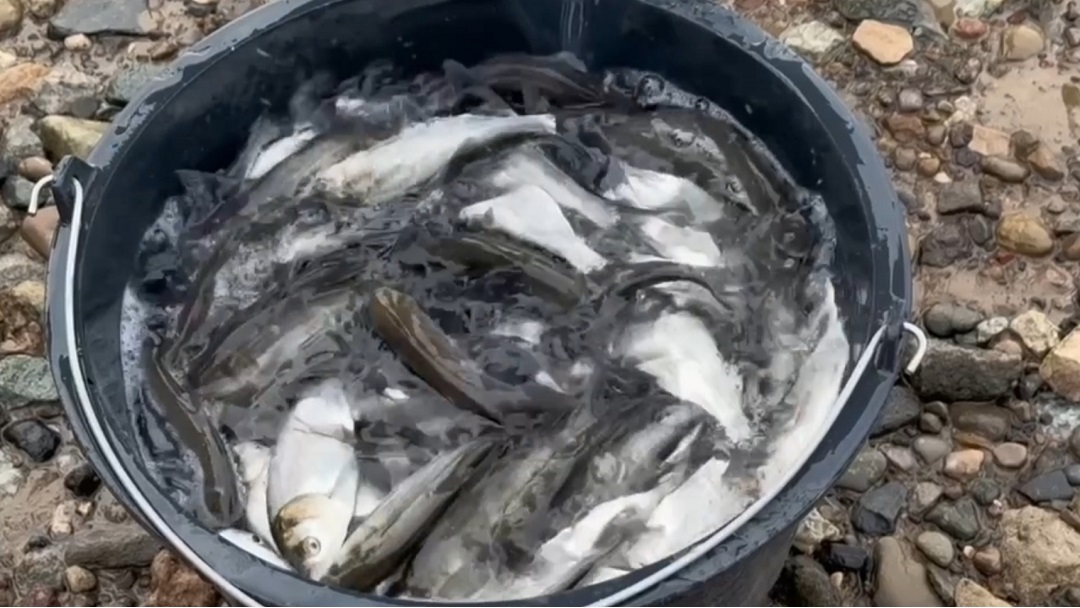 В Марий Эл в Волгу выпустили мальков толстолобика и сазана