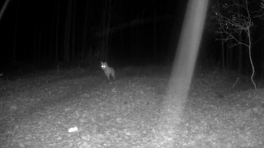 В Марий Эл фотоловушки «поймали» рыжую плутовку