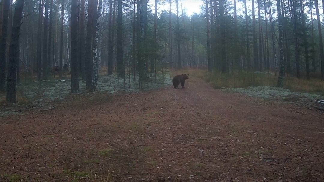 В Марий Эл у медведей продолжается «жировой марафон»