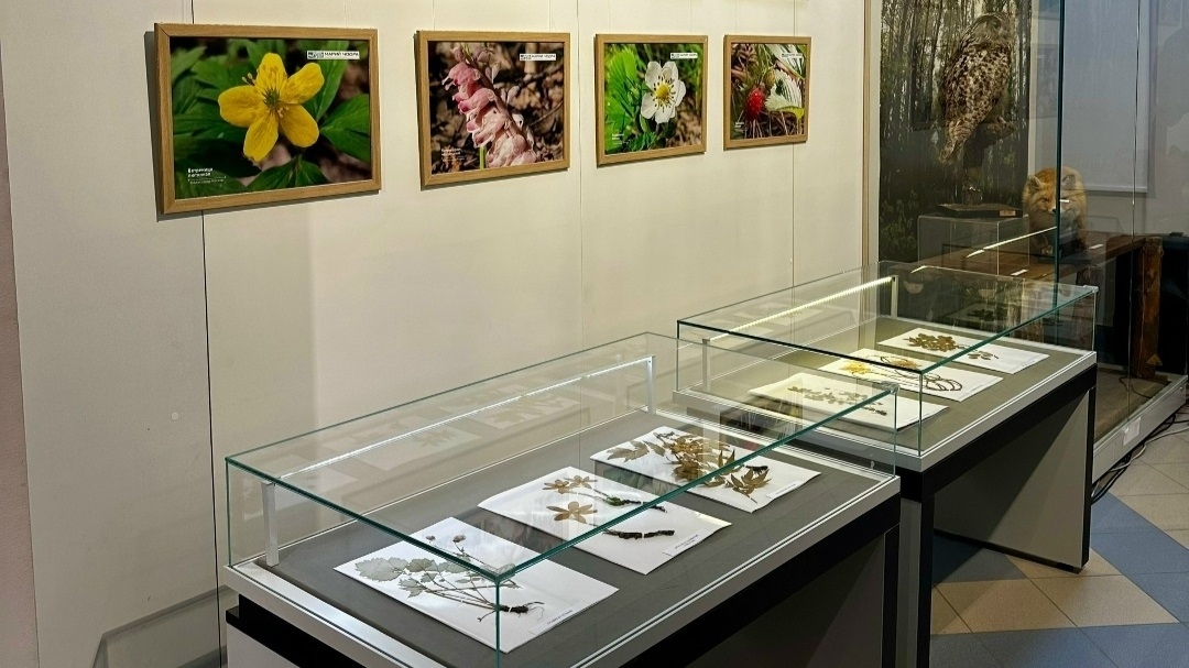 В Марий Эл в Музее истории и археологии открылась фотовыставка «Вальс цветов»