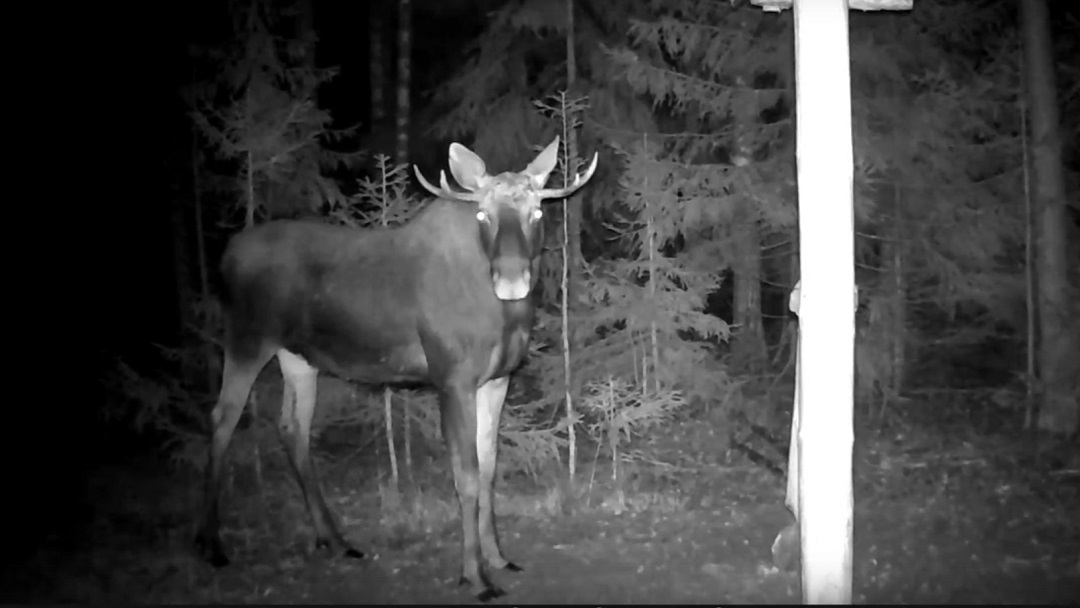 В Марий Эл в кадр попала ночная трапеза лосей