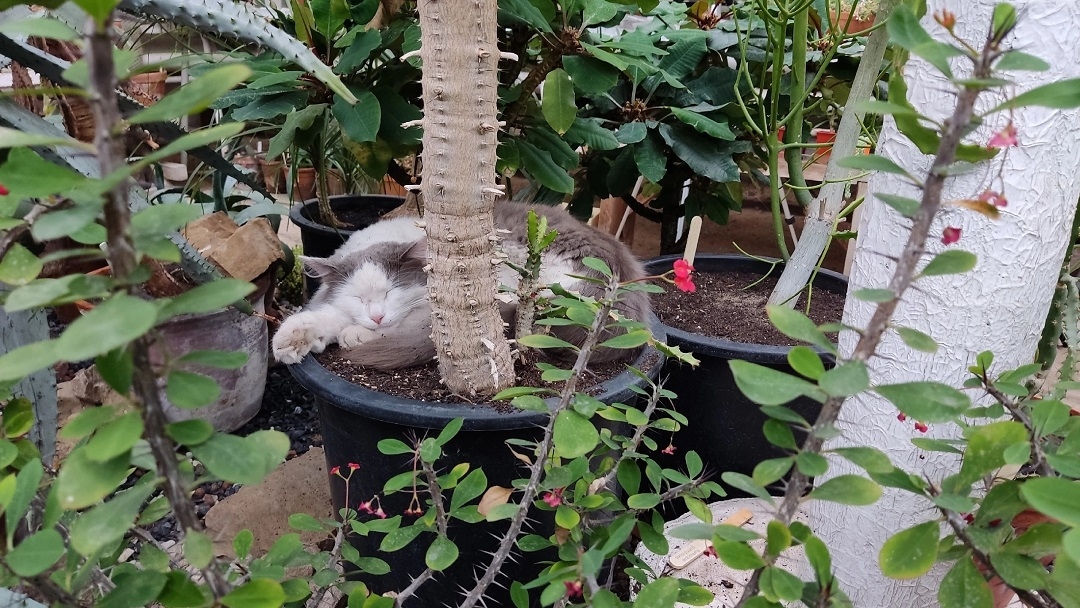 В Ботаническом саду Йошкар-Олы назвали растения, которые могут оказаться ядовитыми или токсичными для домашних питомцев