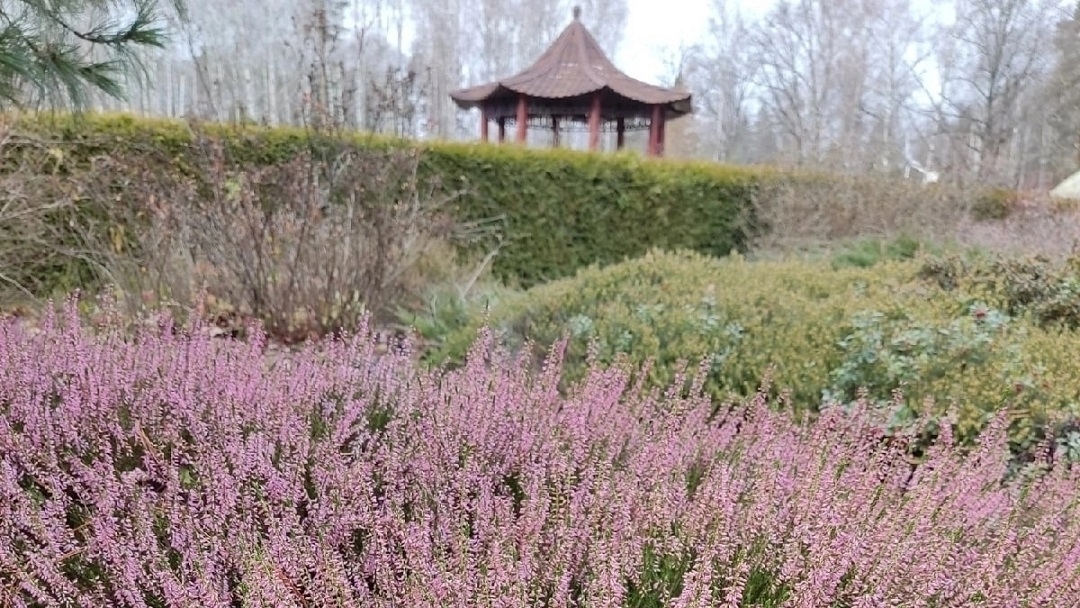 В Йошкар-Оле можно полюбоваться цветением вереска