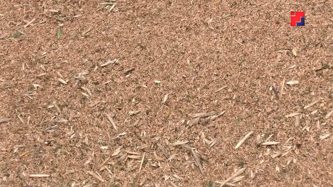 Россельхознадзор аннулировал 109 деклараций на зерно в Марий Эл из-за нарушений