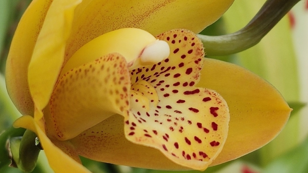 «Подобный бабочке»: в Йошкар-Оле вовсю цветут орхидеи