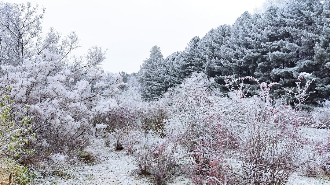 В Йошкар-Оле экзотические растения не испугались заморозков